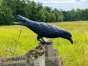 Bronzeskulptur Gebeugter Rabe mit einer schwarzen Patina