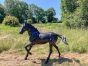 Stehendes Pferd mit einer braunen Patina auf einem Feld von vorne 