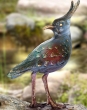 strassacker bronze vogel bunt