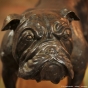 Bronzefigur englische Bulldogge