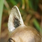 Bronzeskulptur Ohr von einem Chihuahua