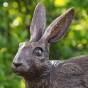 Bronzeskulptur Hasen Kopf