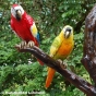 Bronzeskulptur Zwei Papageien mit rot und gelber Patina 