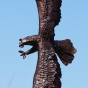 Bronzeadler im Flug