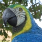 Bronzeskulptur "Farbenfroher blauer Papagei" auf Baumstamm