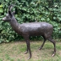 Bronzeskulptur "Stehender Rehbock" mit brauner Patina - Sonderedition