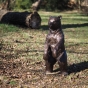 Bronzeskulptur "Bärenjunges"