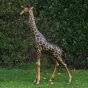 Bronzeskulptur "Stolze Giraffe"