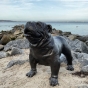 Frontansicht der Bronzeskulptur "Englische Bulldogge"