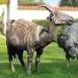 Frontansicht der Bronzefigur "Ziege"