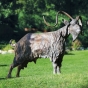Frontansicht der Bronzeskulptur "Ziegenbock"