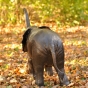 wasserspeiender Elefant aus bronze