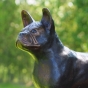  französische Bulldogge aus Bronze