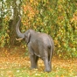 Bronzeelefant als Gartenfigur
