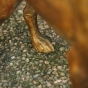 Fuß vom Chihuahua Hund aus Bronze auf Stein