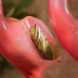 Bronzeskulptur Oberkörper von einem Flamingo
