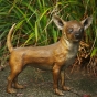 Bronzeskulptur Stehender Chihuahua von vorne auf einer Treppe