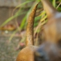 Schwanz vom Chihuahua Hund aus Bronze 