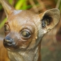 Kopf vom Chihuahua aus Bronze