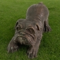 Bronzeskulptur "Hund - Englische Bulldogge"