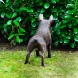 Bronzehund Bronzedogge Gartenfigur Hund