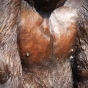 Gorilla Detail Brust aus Bronze Gartenfigur