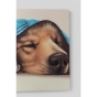 Hund schlafend unter einer Kuscheldecke in blau