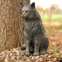 Rottenecker Bronzefigur Katze