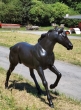 Lebensgrosses Pferd mit brauner Patina aus Bronze von hinten