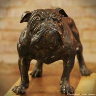 english Bulldog Bronze