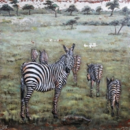Zebras auf Weide