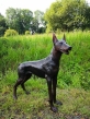 Maxi der Dobermann aus Bronze auf einem Feld