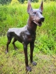 Bronzeskulptur Stehender Dobermann Maxi im Gras