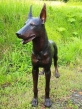 Bronzeskulptur Maxi der Dobermann