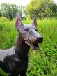 Kopf von der Bronzeskulptur Dobermann Maxi