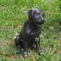 Kleiner Hund aus Bronze