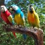 Bronzeskulptur Drei Papageien auf Baumstamm 