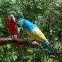 Bronzeskulptur Papageien mit rot und blauer Patina im Garten 