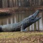 Bronzeskulptur Krokodil lebensgroß als Wasserspeier