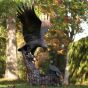 bronze adler anflug nest