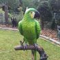 Bronzeskulptur grüner Papagei