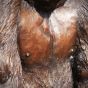 Gorilla Detail Brust aus Bronze Gartenfigur